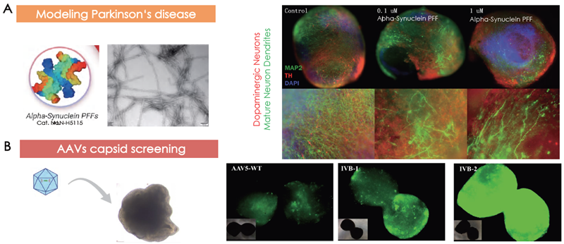 Cerebral organoids as models for (A) Parkinson’s disease and (B) AAV capsid screening