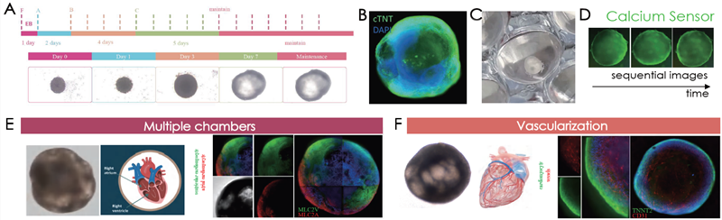(A) Cardiac organoid differentiation steps. Immunofluorescence confirmation of (B) cTNT and (C) visualization of cardiac organoids on tissue culture plates. (D) Sequential images of calcium sensor imaging of cardiac organoids. (E) Presence of morphological and marker validated atrial (MLC2 A+ cells) and ventricular (MLC2V+ cells) chambers. (F) Vascularization was confirmed by CD31 positive endothelial cell immunolabeling