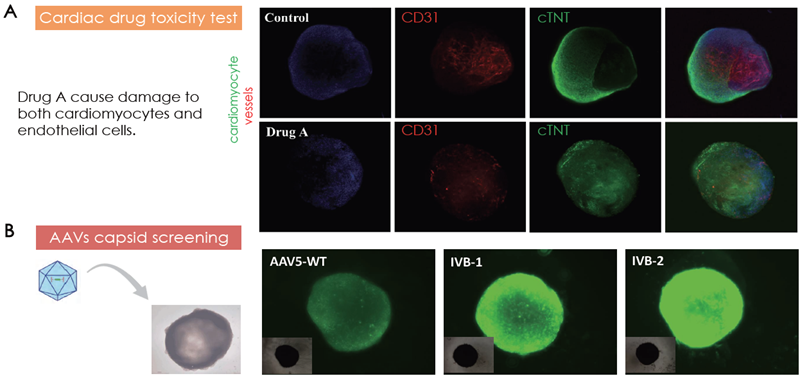 (A) Cardiac toxicity model by Drug A treatment on cardiac organoids. (B) Cardiac organoids as models for AAV capsid screening