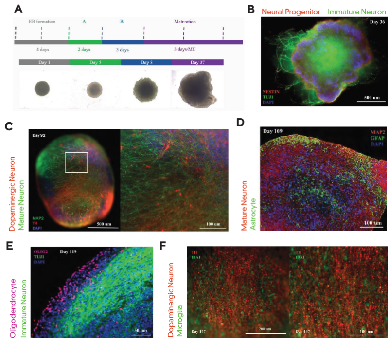 (A) Cerebral organoid differentiation steps. Immunofluorescence confirmation of (B) NESTIN and TUJ1, (C) MAP2 and TH, (D) GFAP, (E) OLIG2, and (F) IBA1 positive cells at different stages of organoid maturation