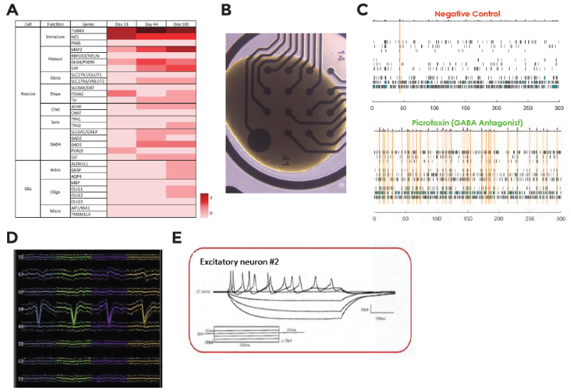 (A)Transcriptome profiling of cerebral organoids. Extracellular electrical activity was measured by MEA and silicon probe recordings. (B) Microscopic image of MEA on an 82-day old cerebral organoid along with its (C) MEA recording. (E) Intracellular electrical activity was measured by patch clamp recordings