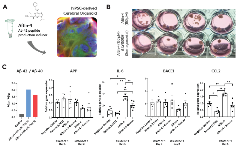 (A) Healthy hiPSC-derived cerebral organoids treated with Aftin-4. (B) Morphological rescuing of the organoid morphology with LY450139/Semagacestat. (C) Aftin-4 induced Aβ-42 production, without changing total A β-peptide level. Aftin-4 increased IL-6 and CCL2 mRNA levels significantly, which was rescued by LY450139. There was no significant changes seen in Aβ Precursor Protein (APP) and BACE1 levels upon Aftin-4 induction