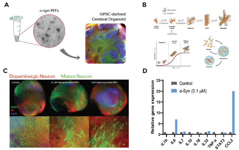 (A) Healthy hiPSC-derived cerebral organoids treated with α-Syn PFFs. (B) PFFs, formed in vitro, have seeding activity and can induce neurodegenerative pathologies by recruiting soluble pathological proteins. (C) α-Syn PFFs damage dopaminergic neuron network (TH+ cells) in addition to overall causing neuronal damage. (D) α-Syn increased IL-6 and CCL2 mRNA levels. No significant changes were seen in other cytokine levels