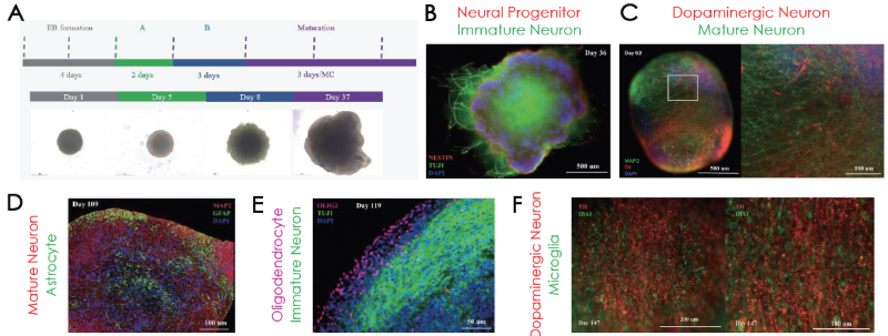 (A) Cerebral organoid differentiation steps. Immunofluorescence confirmation of (B) NESTIN and TUJ1, (C) MAP2 and TH, (D) GFAP, (E) OLIG2 and (F) IBA1 positive cells on different stages of organoid maturation