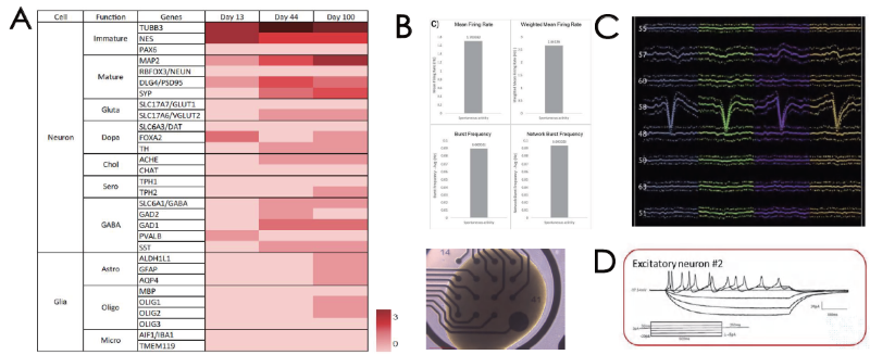 (A) Transcriptome profiling of cerebral organoids. Extracellular electrical activity by (B) MEA and (C) silicon probe recording. (D) Intracellular electrical activity by patch clamp