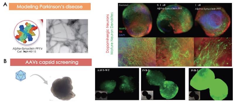 Cerebral organoids as models for (A) Parkinson’s disease and (B) AAV capsid screening