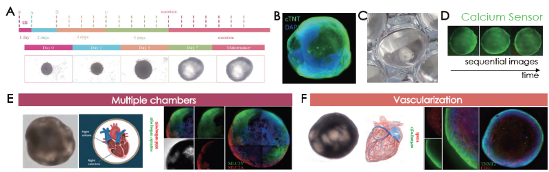 (A) Cardiac organoid differentiation steps. Immunofluorescence confirmation of (B) cTNT and (B) visualization of cardiac organoids on tissue culture plates. (D) Sequential images of calcium sensor imaging of cardiac organoids. (E) Presence of morphological and marker validated atrial (MLC2A+ cells) and ventricular (MLC2V+ cells) chambers. (E) Vascularization was confirmed by CD31 positive endothelial cell immunolabeling