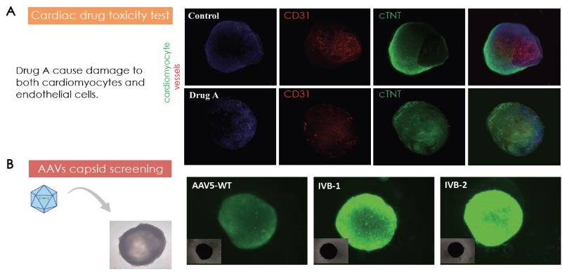 (A) Cardiac toxicity model by Drug A treatment on cardiac organoids. (B) Cardiac organoids as models for AAV capsid screening