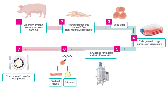 Uncommon’s process to produce cultivated meat at scale. Considerations need to be taken at every step to reduce the cost impact of the final product