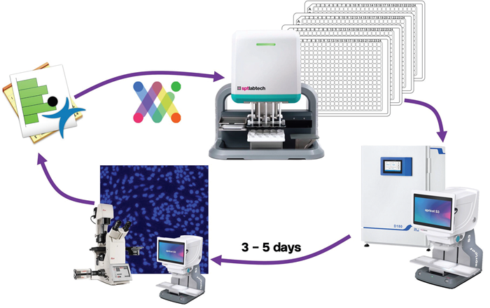 Iterative process used to optimize growth media for 2D iPSC cultures