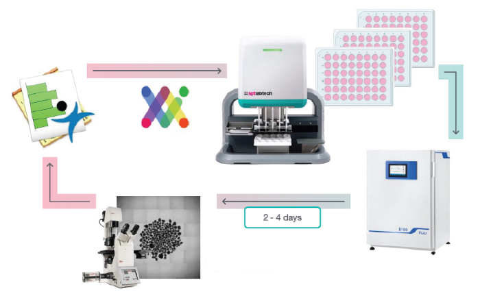 Iterative process used to optimize growth media for small-scale 3D cell cultures