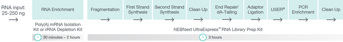 The NEBNext UltraExpress RNA workflow