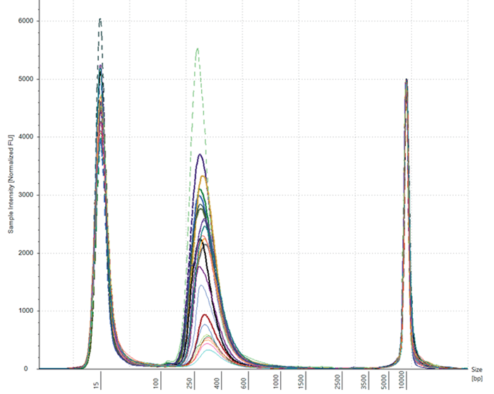 TapeStation results of 24 undiluted sample libraries