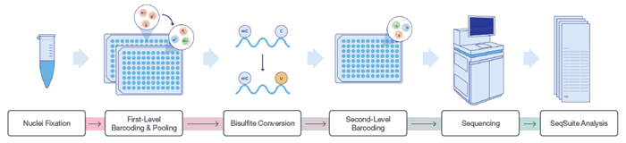 Scale Bio Single Cell Methylation Kit v1.1 Workflow. Bisulfite conversion and downstream library construction steps were automated on the SPT Labtech firefly