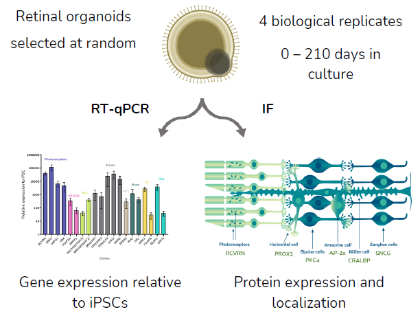 Evaluating consistency in large-scale human iPSC retinal organoids