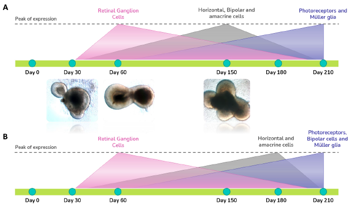 Photoreceptor (PR; Genes: RCVRN, RBP3, IMPG1, CRX; Protein: RCVRN), bipolar (BC; Genes: GRIK1, CADPS; Protein: PKCα), Müller glia (MG; Genes: RLBP1, CRYM; Protein: CRALBP), retinal ganglion cell (RGC; Genes: MATH5, BRN3; Protein: SNCG), horizontal and amacrine (HC/AC; Genes: PROX1, TFA2A; Protein: PROX1, AP2α), Cone PR (Genes: OPN1SW, OPN1MW, OPN1LW, ARR3, RXRG; Protein: OPN1MW/LW) and Rod PR (Gene: RHO, NRL; Protein: RHO) cell markers are expressed at different times throughout RO development which resembles in vivo development. (A) Gene expression and (B) protein expression of RGC markers peak between day 30-90, when PR progenitor cells start differentiating. Expression of cone and rod PRs initiate from day 120 and achieve highest expression and maturation levels after 210 days in culture.