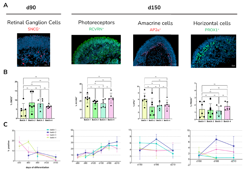 (A) Distribution and localization of key retinal cells in RO at day 90 and 150 of differentiation. (B) Quantification of cell populations revealed that at day 150 of development, PRs, AC, RGC and HC represent on average 20%, 4.6%, 3% and 1.6% of the total number of cells This average was consistent across 4 biological replicates ( P>0.05 error bars = SD) for PR, AC and HC at d 150 and RGC at d 90 (mean 7%). (C) RGCs are more abundant in early developmental stages, whereas the appearance of PRs gradually increases throughout RO development and plateaus at day 210 with nearly 30% RCVRN+ cells.