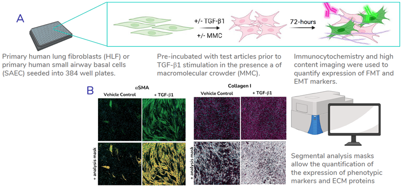 High throughput assay setup. A) Schematic outlining the process of FMT and EMT assays. B) Representative images showing the segmental analysis masks used for quantification of markers. Examples shown: α-smooth muscle actin (α-SMA) and collagen I