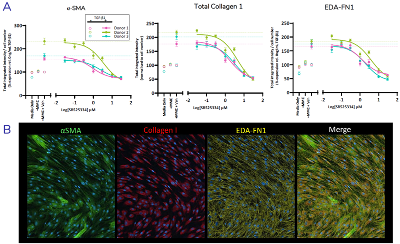 Multiplexed detection and quantification of fibrosis proteins including EDA-variant of Fibronectin (EDA-FN1)* Normal HLF (N=3 donors) were seeded into 384 well plates. Cells were pre-treated for 1 hour ± SB525334 over 7-point dose-response prepared in assay media, then stimulated with TGF-β1 and cultured for 72 hours. Cells were fixed then multiplexed staining for α-SMA, total collagen 1 and EDA-fibronectin was performed. Quantification showing % change in total integrated intensity relative to the vehicle control (A) and representative images of stained FMT markers in TGF-β1 stimulated cells (B). Dashed line represent TGF-β1 spiked vehicle control. Error bars represent ±SEM.