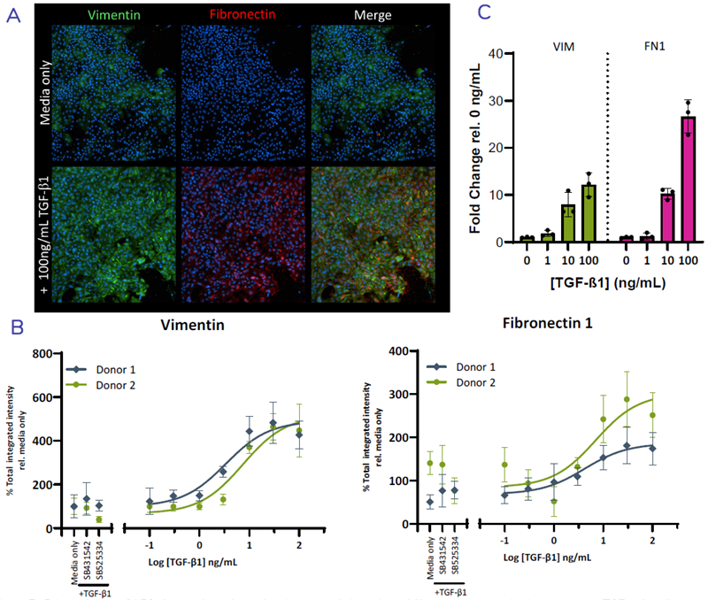 Primary human SAEC show a dose-dependent increase of vimentin and fibronectin expression in response to TGF- β1, indicative of a shift towards a mesenchymal phenotype. SAEC were seeded into plates and cultured until ~80% confluent. Cells were then stimulated with increasing concentrations of TGF-β1 (or co-treated with inhibitory compounds 10 μM SB431542 / SB525334) for 72 hours. Cells were either fixed and stained for EMT markers vimentin and fibronectin (A&B) or the RNA collected for RT-qPCR analysis (C). Representative images of vimentin and fibronectin staining and quantification showing % change in total integrated intensity relative to the media only control. Error bars represent ±SD.