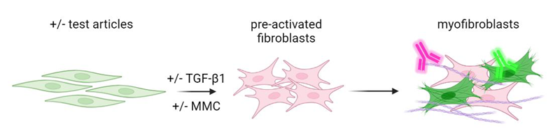 Advancing in vitro assays to model fibroblast-to-myofibroblast transition in fibrosis