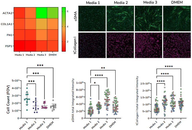 Advancing in vitro assays to model fibroblast-to-myofibroblast transition in fibrosis