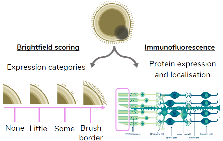 Scalable human iPSC retinal organoids