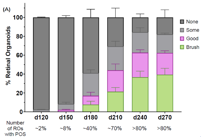 POS brush borders start appearing at ~Day 180, increase over time and plateau at Day 240. (A) 100 ROs scored in 4 categories for presence of POS across 3 batches with up to ±10% batch-to-batch variability (mean ± SEM). Percentages (%) indicate total number of ROs with presence of POS