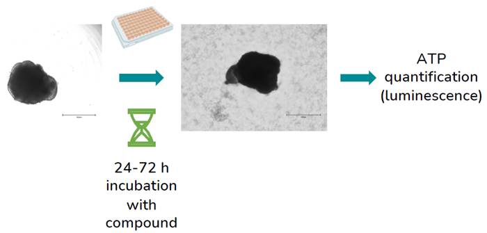 Scalable human iPSC-derived retinal organoids for in vitro toxicology
