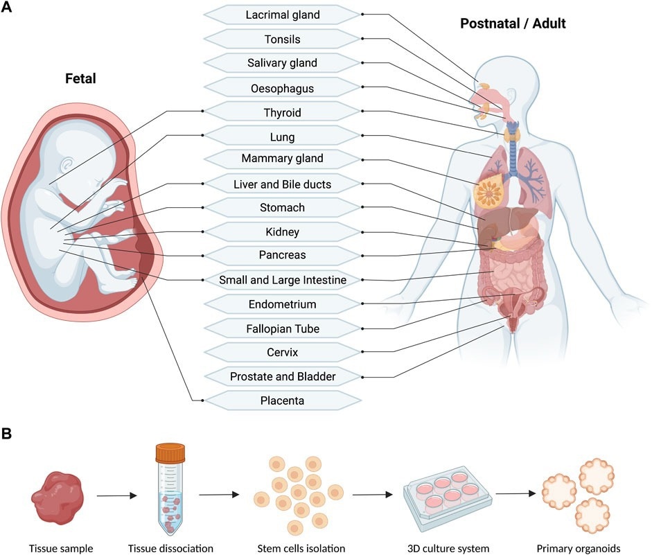 Schematic (A) and workflow (B) of the reported fetal and postnatal/adult tissues used for the derivation of primary human organoids (generated with BioRender).2