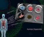 Could Organoids Make Animal Models Obsolete in Research?