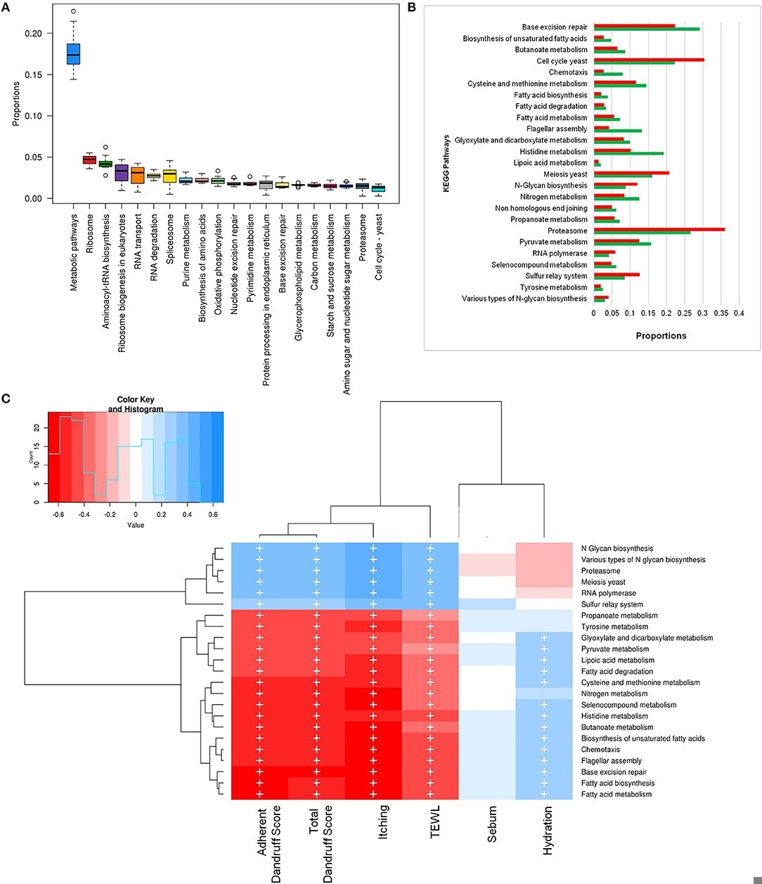 Functional analysis of fungal microbiome. (A) Twenty most abundant fungal metabolic pathways in the healthy scalp. (B) Differentially abundant (p ≤ 0.05) fungal pathways between healthy (green bars) and dandruff scalp (red bars). (C) Spearman