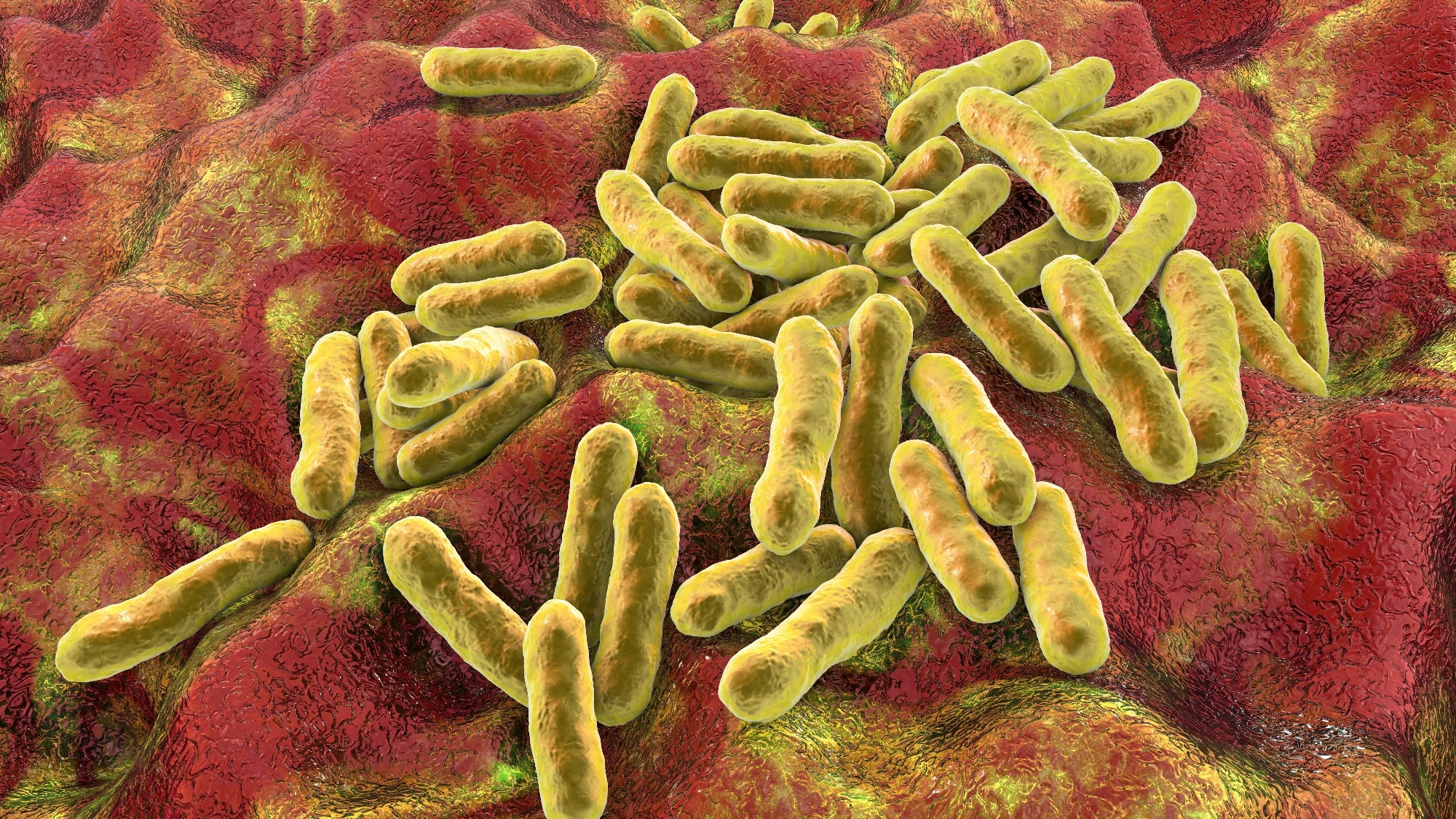 Cutibacterium acnes, formely Propionibacterium acnes, 3D illustration. Bacteria found in hair follicles and associated with development of acne, chronic blepharitis and endophthalmitis. Image Credit: Kateryna Kon / Shutterstock