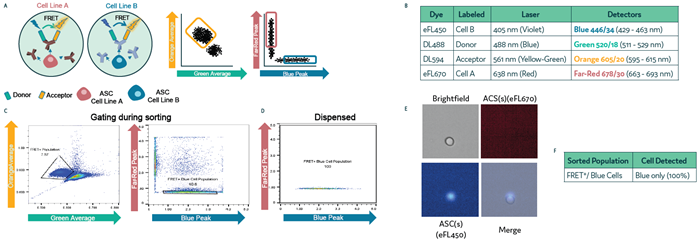 Isolation of antibody-secreting cell subpopulations on Cyto-Mine® Chroma. Two differentially labeled cell populations were pre-mixed with anti-mouse IgG FRET probes and loaded into the Cyto-Mine® Chroma platform. (a) Schematic representation of the assay reaction and gating strategy used during sorting. (b) Summary of fluorochromes used in the assay. (c) Cells were gated first for FRET⁺, followed by gating specific to Blue-labeled cells. (d) Profile of the dispensed cell populations. (e) Representative images of dispensed cells following sorting and dispensing of the targeted population. (f) Microscopy data of dispensed cells used to assess gating accuracy during sorting