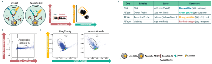 Differentiating FRET+ dead/dying cells from live cells in picodroplets. CHO cells secreting hIgG4 antibodies were mixed with Cyto-Cellect® probes and a viability dye, then introduced into the Cyto-Mine®Chroma platform and incubated for 1 hour. Cells were gated based on apoptosis and FRET signal. (a) Schematic diagram of the assay reaction and gating strategy used during sorting. (b) Summary of fluorochromes used in the assay. (c) Gating strategy applied to cells during sorting. (d) Analysis of FRET response in live versus apoptotic cell populations