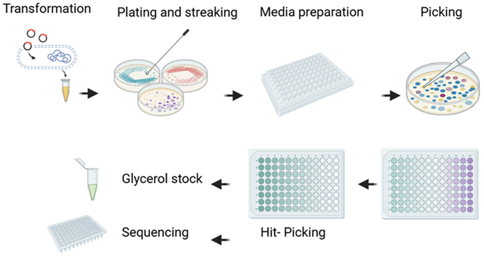 The microbial workflow involves multiple steps