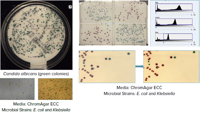 Streamline screening using automated microbial plating