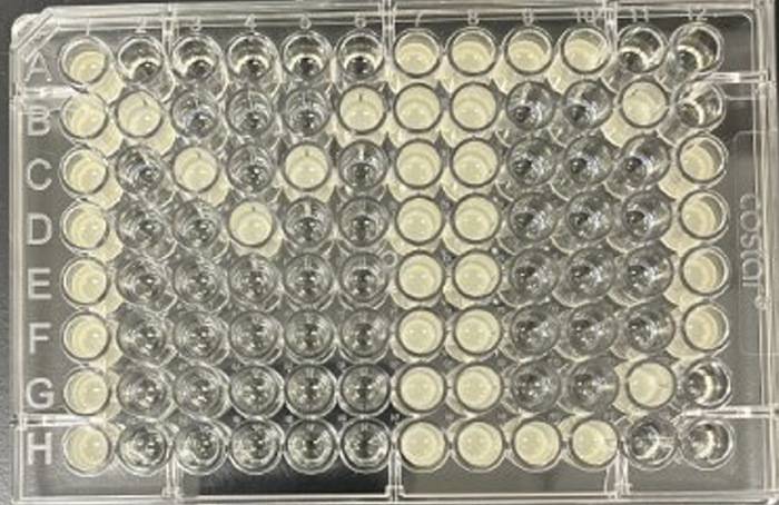 The destination plate hit picked wells – E. coli in LB broth