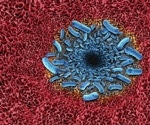 Vibrio Vulnificus: The “Flesh-Eating” Bacteria Behind Coastal Infections