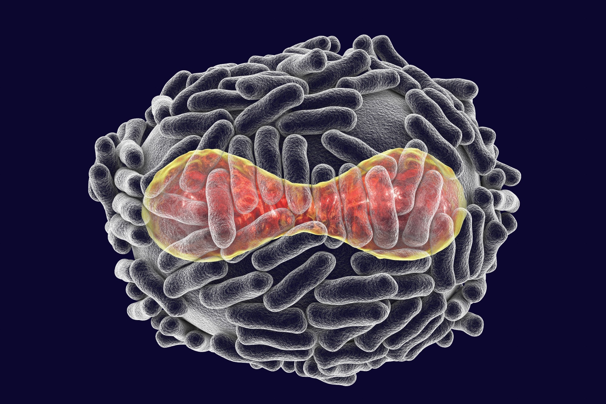 Variola virus, a virus from the Orthopoxviridae family that causes smallpox, a highly contagious disease eradicated by vaccination, 3D illustration. Image Credit: Kateryna Kon / Shutterstock