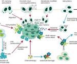 Utilizing stem cells to support and aid cancer therapy