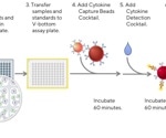 Examining donor and antibody diversity with multiplex assays and flow cytometry