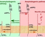 Discussing major hypotheses of Alzheimer’s disease