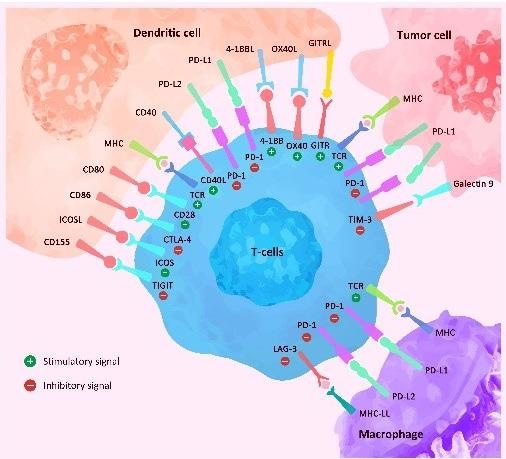 Reviewing immunological breast cancer targets