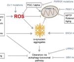 Combating Parkinson’s disease, the second most common neurodegenerative disease