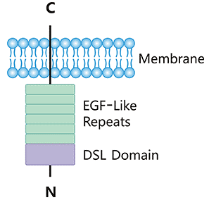 Targeting DLL-3 for a variety of potential lung cancer therapies