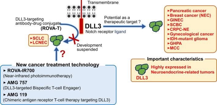 Targeting DLL-3 for a variety of potential lung cancer therapies