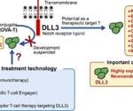 Targeting DLL-3 for a variety of potential lung cancer therapies