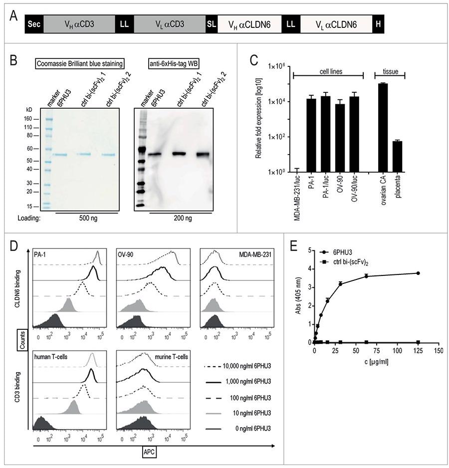 Developments in the targeting of Claudin 6 in antibody and CAR-T cell therapies