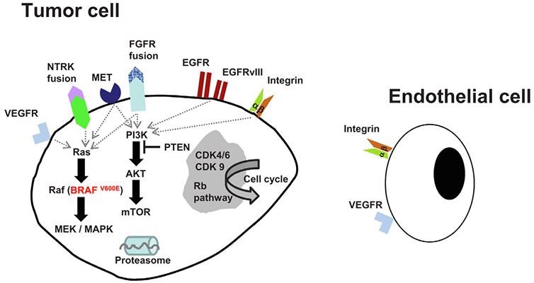 Therapeutic strategies for brain tumors: An overview
